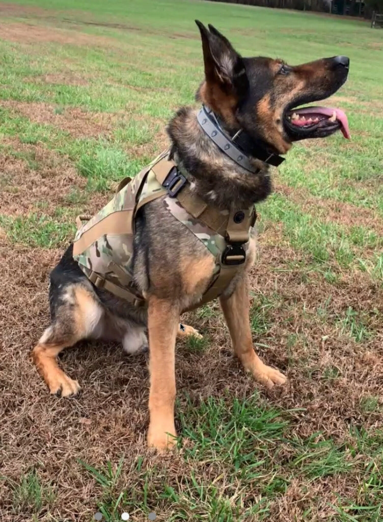 K9